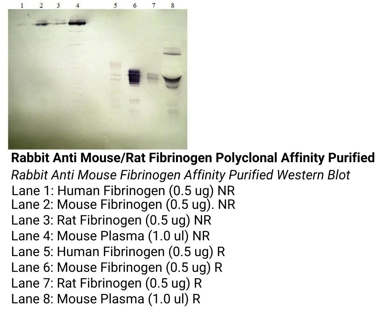 *Rabbit Anti Mouse/Rat Fibrinogen Polyclonal Affinity Purified